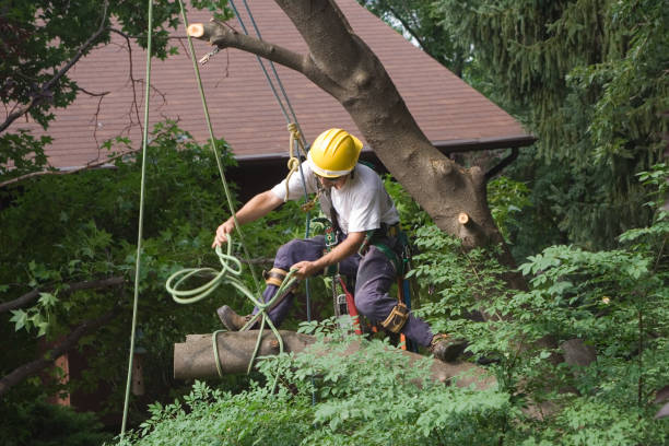 How Our Tree Care Process Works  in  Grasonville, MD
